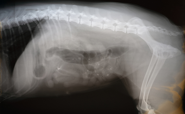 神経・脊椎外科