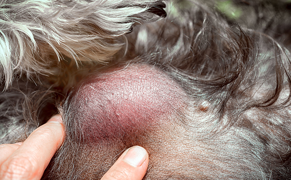 腫瘍（がん）診療