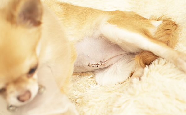 避妊・去勢手術